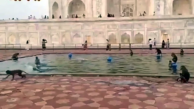 'Pool Party' At Taj Mahal? Monkeys Seen Splashing Around In Viral Video