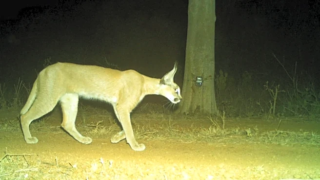 Rare Wild Cat ‘Caracal’ Spotted In MP’s Kuno National Park After Decades