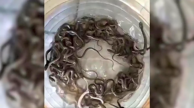 Haridwar Family Checks Water Tank, Finds 27 Baby Snakes Inside | WATCH