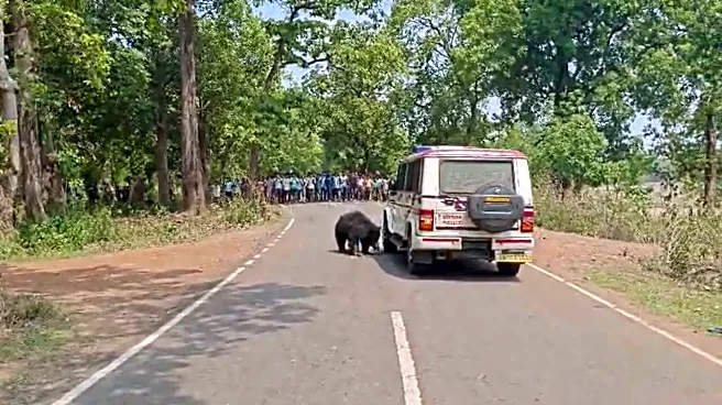 WATCH: Wild Bear On The Road Sparks Panic In Odisha, Attempts To Climb Police Vehicle