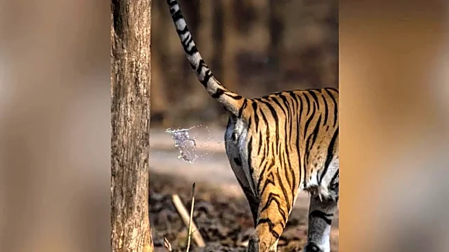 Photographer Captures Tigress Spraying Urine; Viral Photos Draw Mixed Reactions