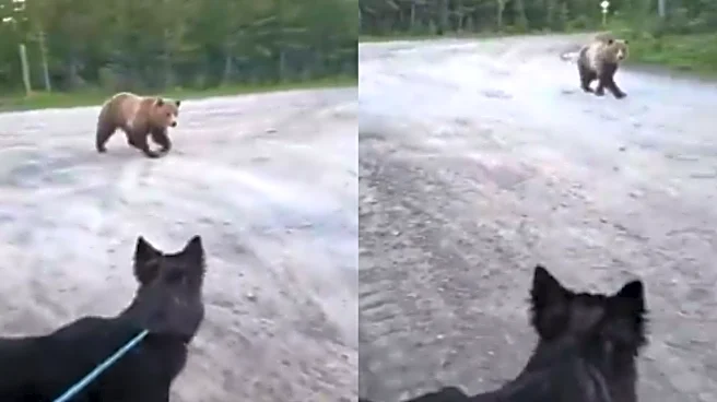 Horrifying Grizzly Bear Encounter! Woman & Her Dog’s Hike Turns Into Chilling Nightmare