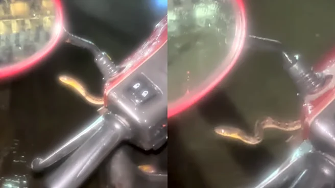 ‘Mere Gaadi Mein Saap Hain’: Man Loses It After Spotting Snake Resting On His Hand While Driving