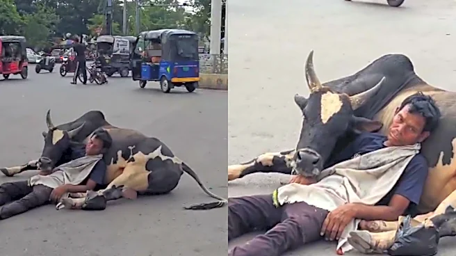‘India Is Not For Beginners’: Video Shows Man Sleeping On Bull’s Belly In Middle Of Busy Road