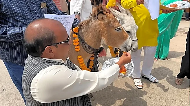 WATCH: Bhopal Residents Feed Gulab Jamuns To Donkeys For A Surprising Reason