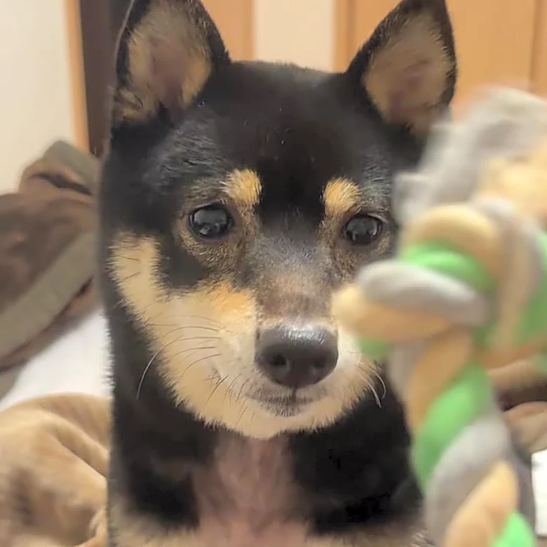 「本当は寝たいはずなのに」 まだ飼い主と遊びたい豆柴、眠気を我慢しながらニコニコ笑う姿に「人間みたい」「なんてかわいいの」