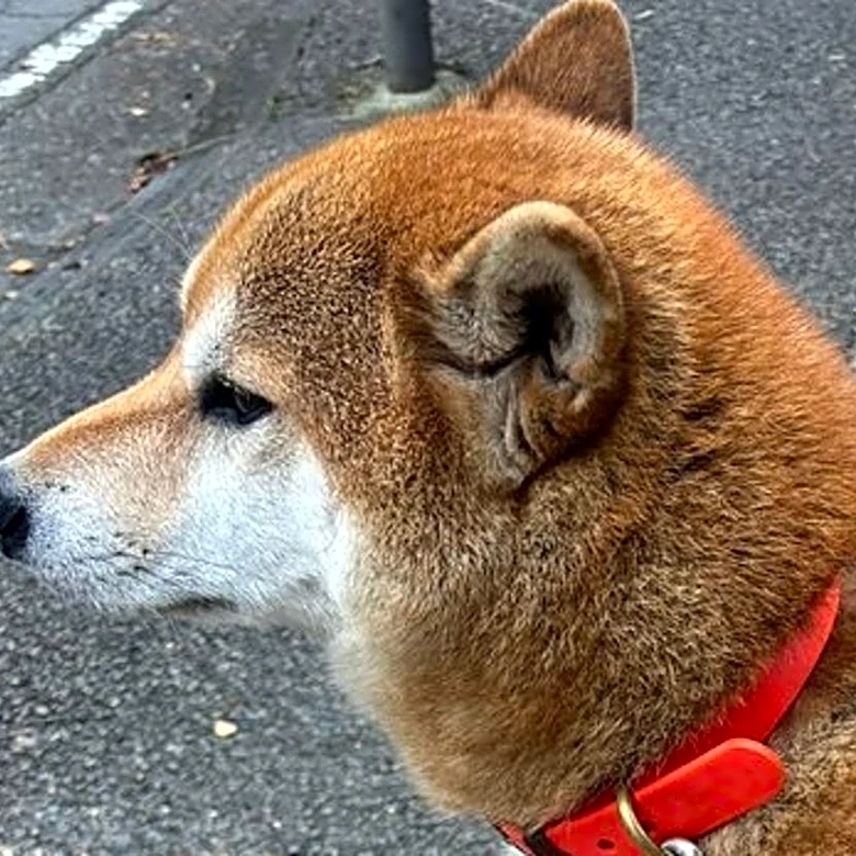 まさかの場所で“拒否柴” を発動する柴犬⇒「すごい体幹」「強い意志を感じる」と5.9万いいね