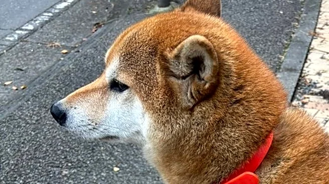 まさかの場所で“拒否柴” を発動する柴犬⇒「すごい体幹」「強い意志を感じる」と5.9万いいね