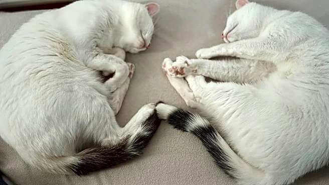 「適当に筆でペッペッって」個性的な模様のねこ姉妹に4.6万いいね⇒「唯一無二」「渋い和柄ですね」「姉妹で末広がり」