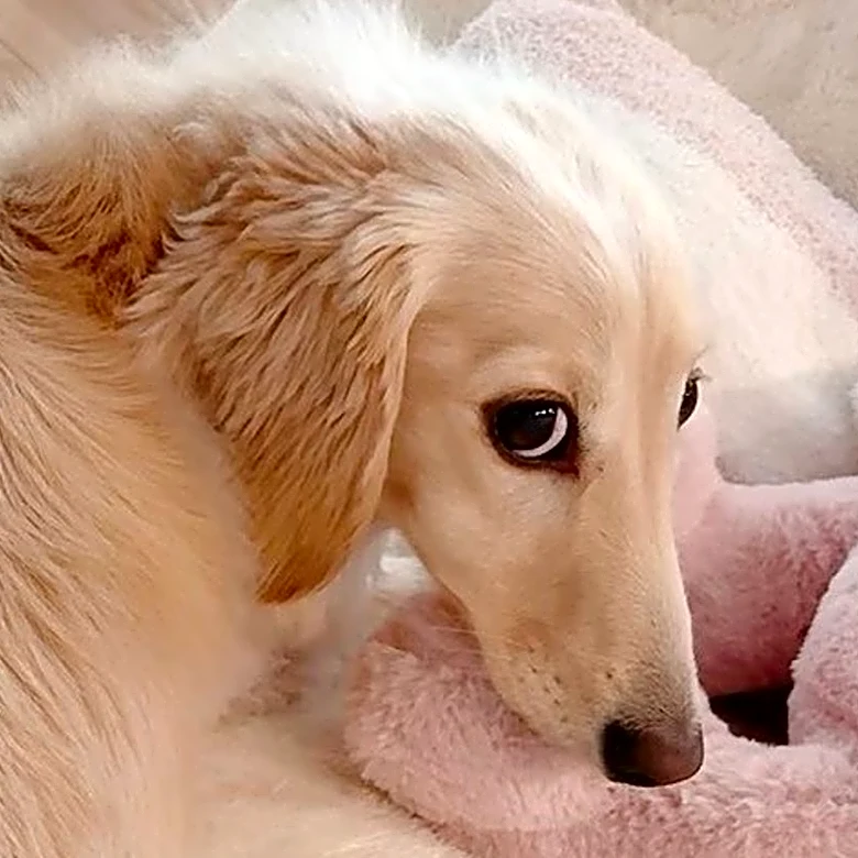 「ドアを開けたいのに…」 かわいすぎる勘違いをしちゃった“扉の番犬”の愛おしさに「避けては通れぬ」「何ともかわゆい姿」