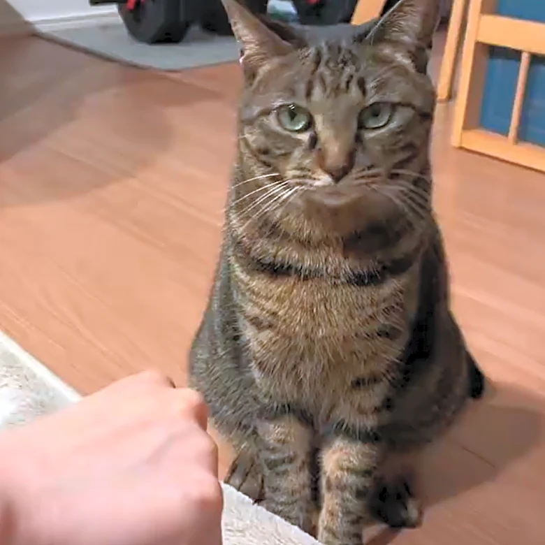 正解率95％「どーっちだ」を余裕で当てちゃう猫ちゃんが話題⇒「天才猫ちゃん」「完璧に見えてるなぁ～」