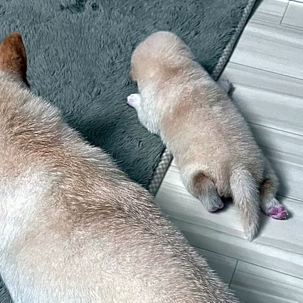 「ちょっとまって」幸せそうに眠る柴犬の親子。枕をよく見たら…？ まさかの正体にほっこり「尊い」「母という愛の重さ」