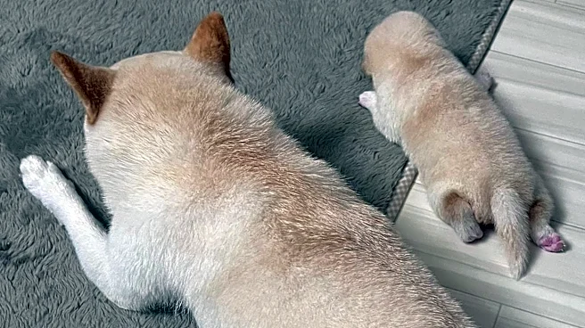 「ちょっとまって」幸せそうに眠る柴犬の親子。枕をよく見たら…? まさかの正体にほっこり「尊い」「母という愛の重さ」