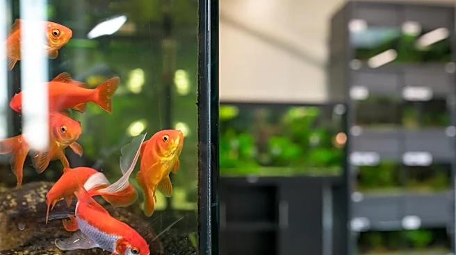 観賞魚の水槽が、突然……。閉店中のペットショップの予期せぬ状況に「悲しい」「心配です」(海外)