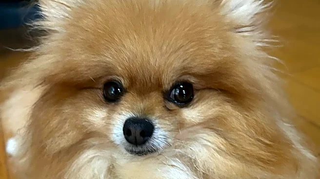 「テンション上がって…」爆走しながら叫ぶワンコに「幸せそうな犬のおしゃべり」「すごい躍動感」と大反響