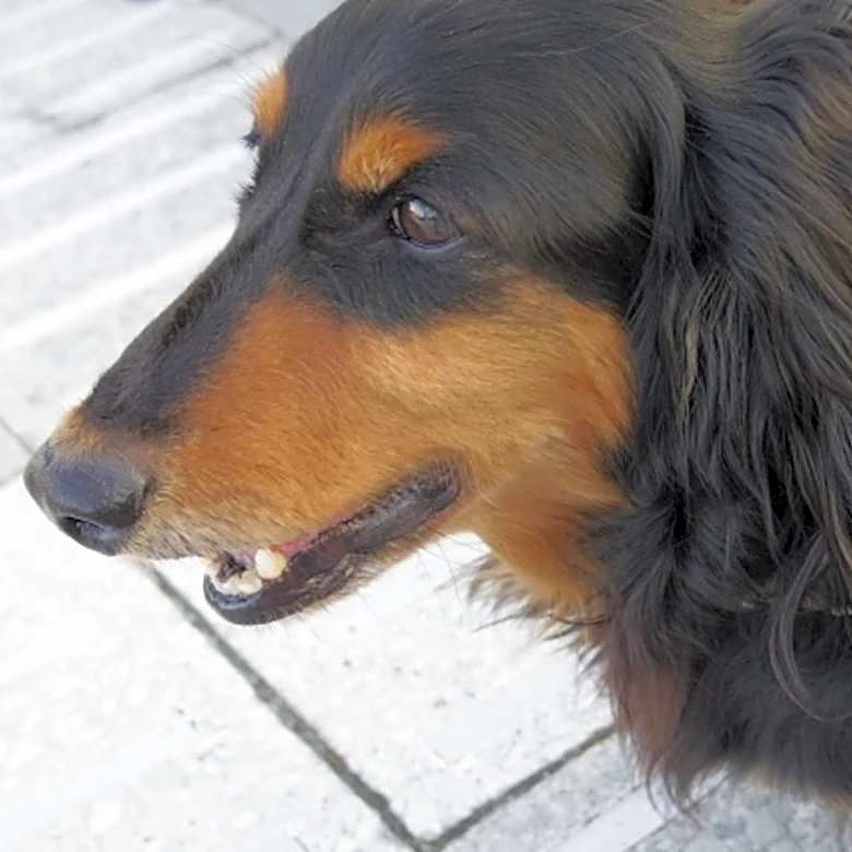 「可愛いって聞こえた時の犬」に17万いいね！→「まんまこの顔」「うちの犬」「これすぎる」イラストに共感