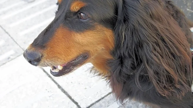 「可愛いって聞こえた時の犬」に17万いいね!→「まんまこの顔」「うちの犬」「これすぎる」イラストに共感