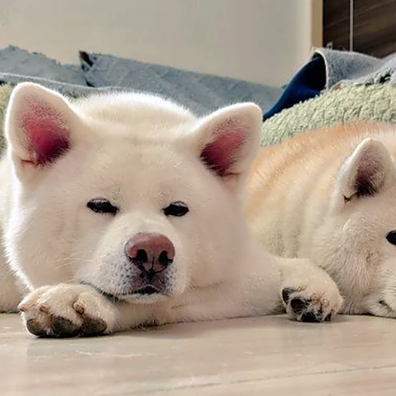 2匹のワンコが同時にフリフリ。“奇跡のシンクロ”にほっこりの声→「ピンクレディー状態」「メトロノームのよう」