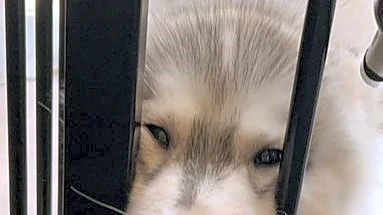 「かわいいの極み!!」「尊い」 飼い主の帰宅が嬉しすぎて...〝アザラシ化〟しちゃったハスキー子犬に1.6万人もん絶