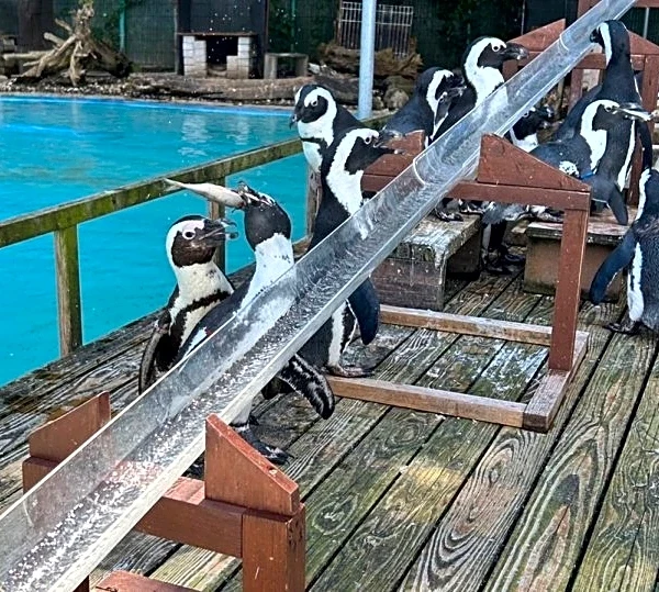 ペンギンも〝夏の風物詩〟満喫中　あわしまマリンパークの恒例イベントに2.2万興奮「ずっと見てたい」