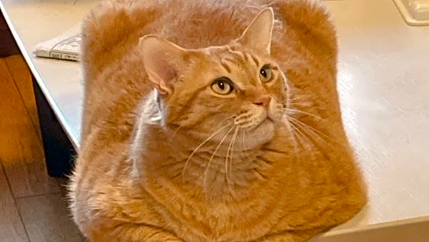 あまりにも四角すぎる猫、激写される　「これもう座布団だろ」「食パンの耳」と1.4万人困惑