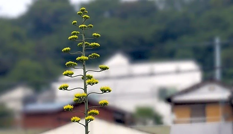 数十年に一度の〝幻の花〟横浜市内で開花中　その正体は？どこで見られる？交通局に聞く