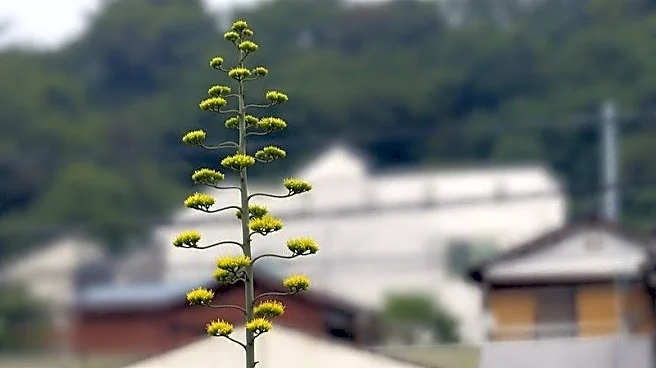 数十年に一度の〝幻の花〟横浜市内で開花中 その正体は?どこで見られる?交通局に聞く
