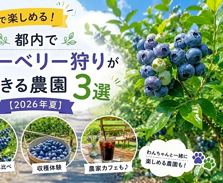 8月まで楽しめる！　都内でブルーベリー狩りができる農園3選【2026年夏】