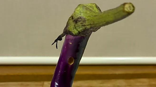 どうしてこうなった　あまりにも〝生き物〟っぽいナスに3.9万人驚がく「そのまま精霊馬に使えそう」