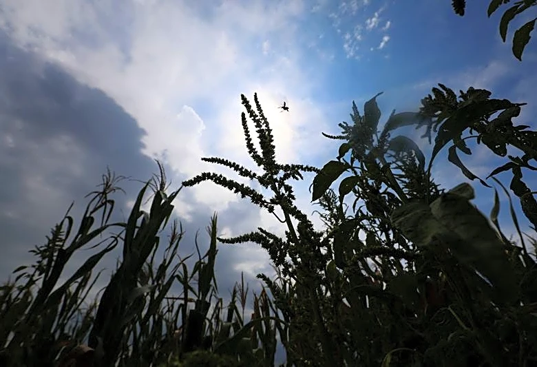 ＦＡＯ世界食料価格指数、7月は3年半ぶり高水準