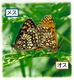 絶滅危惧チョウを捕獲疑い　岡山県の男逮捕、長野