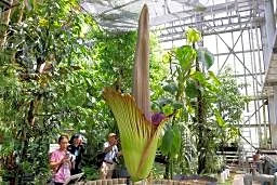 世界最大級の花、結実後に開花 筑波の実験植物園、国内初