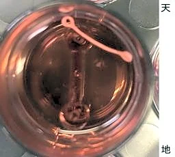 ｉＰＳ心筋組織、加圧して成熟　理研、再生医療応用に期待