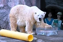 動物たちも氷でひんやり　北海道・旭山動物園