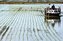 【独自】主食用米、２０県で増産へ　作付け意向、飼料用へ転換進まず