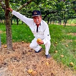 収穫目前のナシ、ブドウに打撃 熊本・氷川、生産者悲鳴