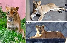 多摩動物園のライオン３頭死ぬ　暑さ影響か、東京