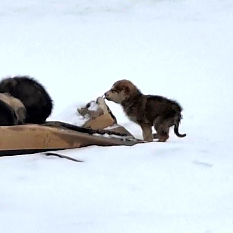 They Used Cardboard For Warmth In Snow-Covered Dump — Then A Hero Arrived