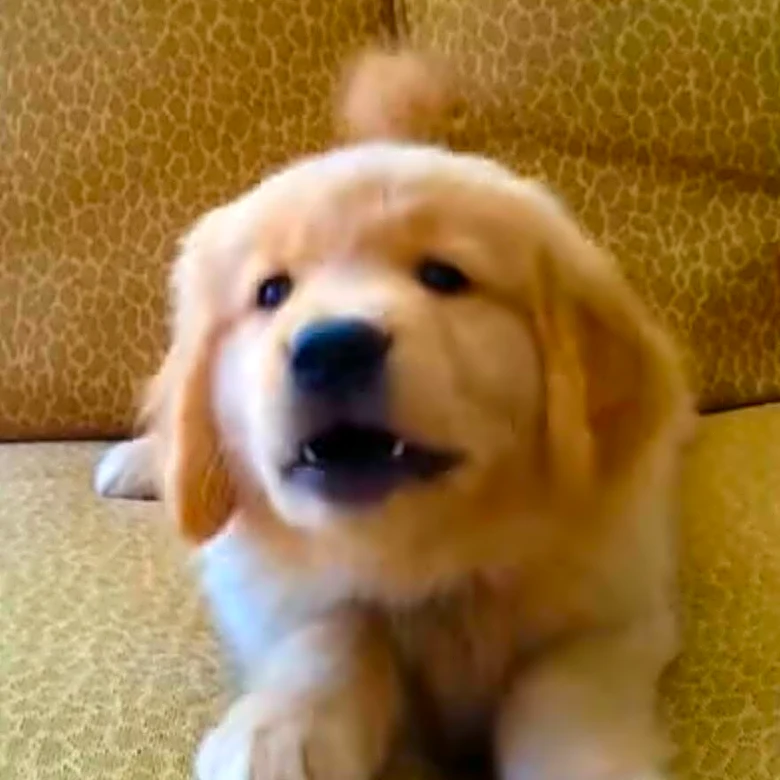 Dog Hasn’t Let Losing His Vision Stop Him From Fetching The Newspaper Every Morning