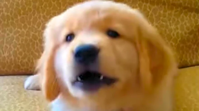 Dog Hasn’t Let Losing His Vision Stop Him From Fetching The Newspaper Every Morning