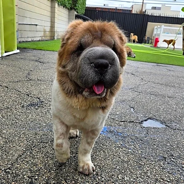 Shelter Dog Is Nervous Around Men — So This Staffer Put On A Wig