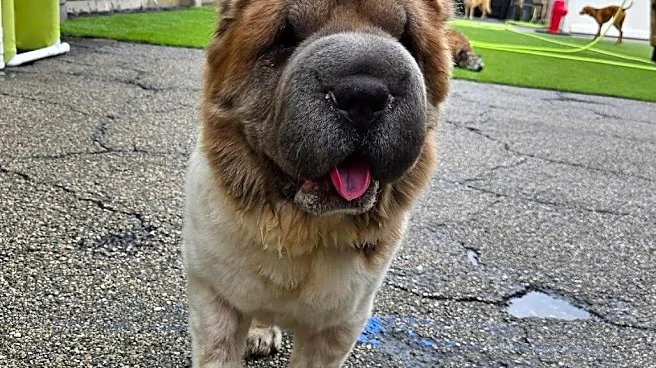 Shelter Dog Is Nervous Around Men — So This Staffer Put On A Wig