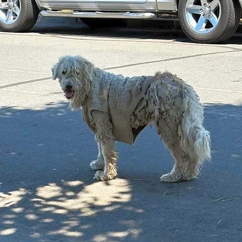 Shaggy Stray Dog Wearing A Sweater Is Unrecognizable After Her First Haircut
