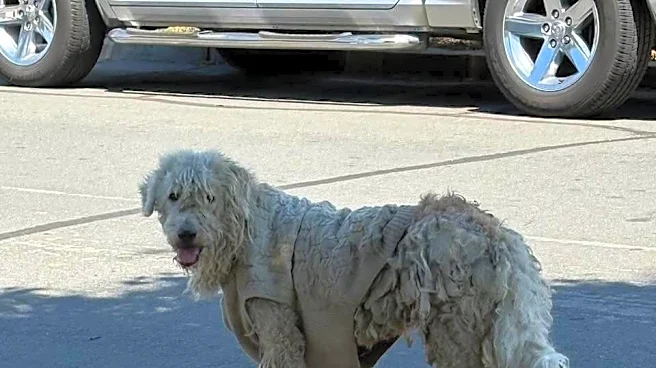 Shaggy Stray Dog Wearing A Sweater Is Unrecognizable After Her First Haircut