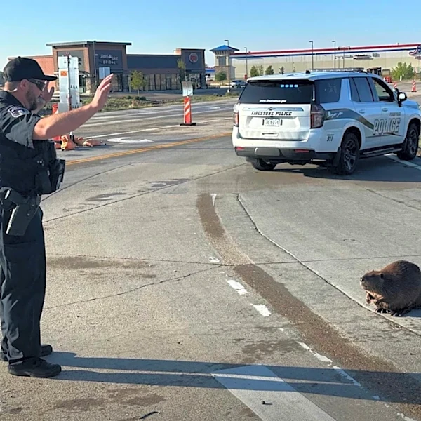 Police Plead With Stubborn Beaver Refusing To Leave The Road