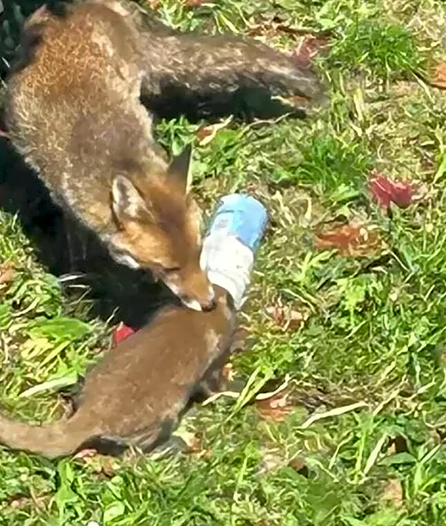 Mama Fox Tries Desperately To Free Her Baby From A Jar — Then Rescuers Rush In