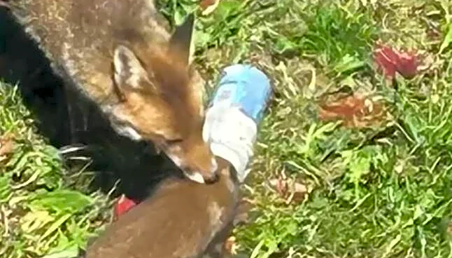 Mama Fox Tries Desperately To Free Her Baby From A Jar — Then Rescuers Rush In