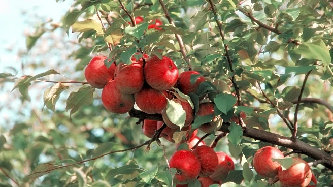 Top Apple Orchards to Visit This Fall for Crisp Weather Fun