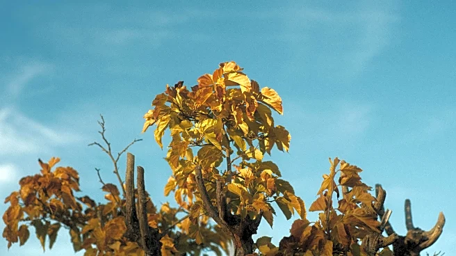 Where Fall Won’t Cool Down: States Facing Unusual Heat