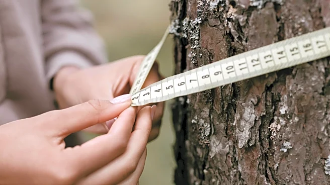 Meet the Scientists Reading Climate Change Through Tree Rings
